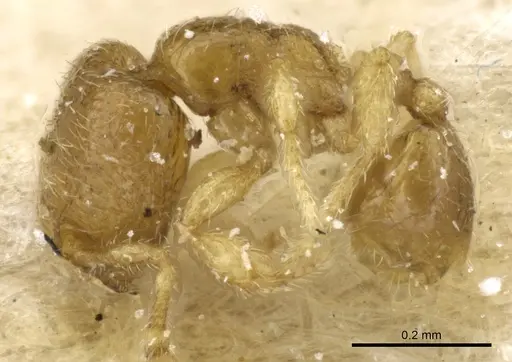 Carebara alluaudi specimen CASENT0904667 image casent0904667_4