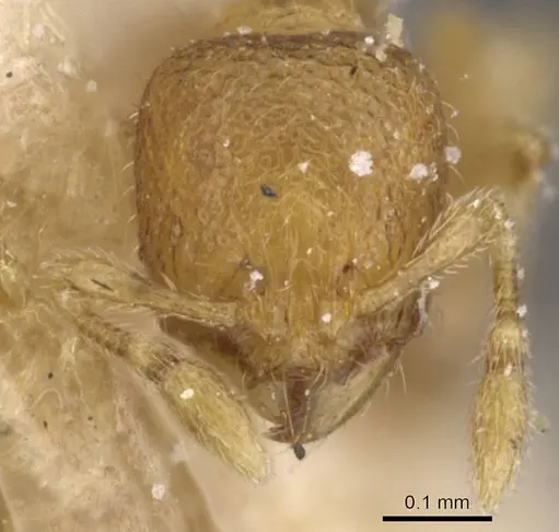 Carebara alluaudi specimen CASENT0913491 image casent0913491_2