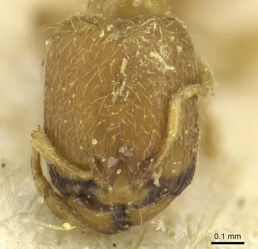 Carebara alluaudi specimen CASENT0913492 image casent0913492_2