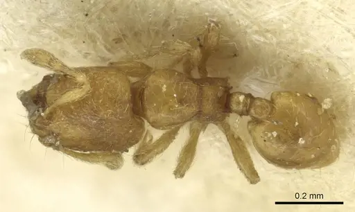 Carebara alluaudi specimen CASENT0913493 image casent0913493_1