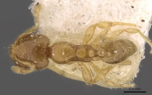 Carebara alpha specimen CASENT0908894 image casent0908894_1