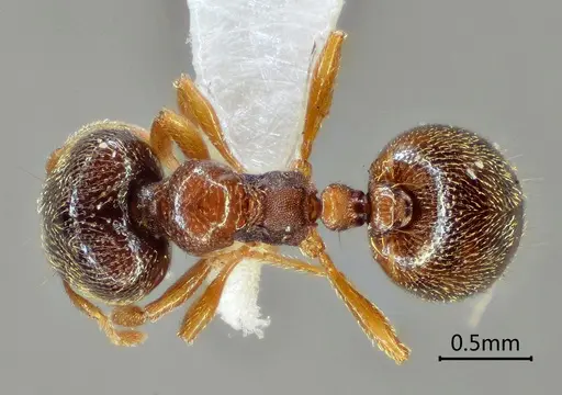 Carebara altinodus specimen ANTWEB1060552 image antweb1060552_1
