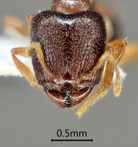 Carebara altinodus specimen ANTWEB1060552 image antweb1060552_2