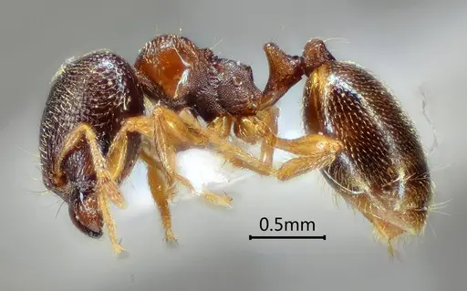 Carebara altinodus specimen ANTWEB1060552 image antweb1060552_3