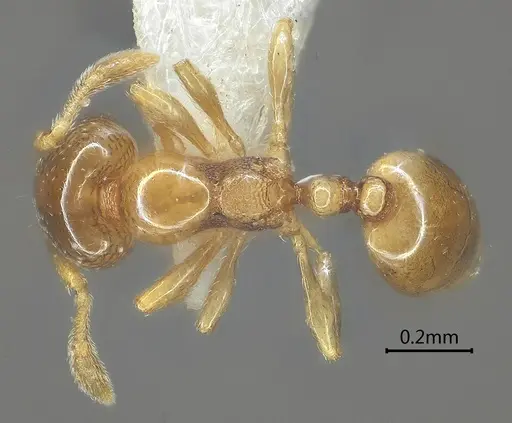 Carebara altinodus specimen ANTWEB1060553 image antweb1060553_1
