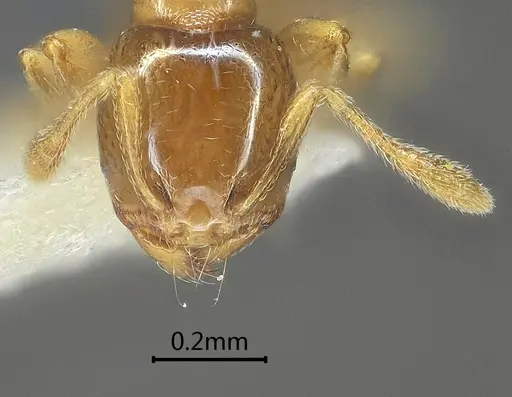 Carebara altinodus specimen ANTWEB1060553 image antweb1060553_2