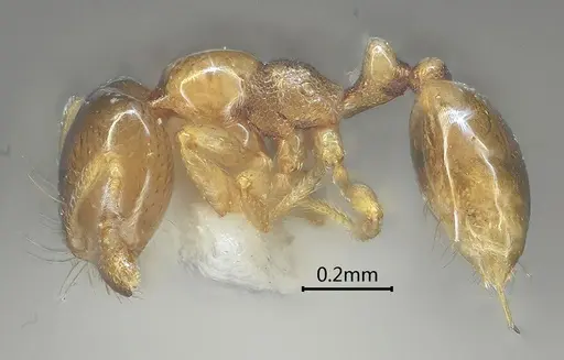 Carebara altinodus specimen ANTWEB1060553 image antweb1060553_3