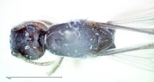 Carebara amia specimen FOCOL0275 image focol0275_1