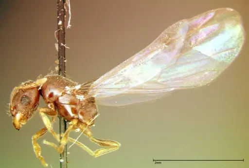 Carebara amia specimen FOCOL0275 image focol0275_4