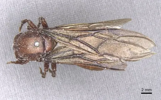 Carebara ampla specimen CASENT0913477 image casent0913477_1