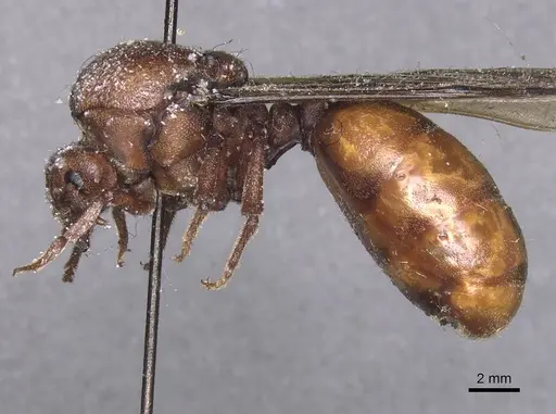 Carebara ampla specimen CASENT0913477 image casent0913477_3