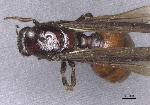 Carebara ampla specimen CASENT0913478 image casent0913478_1
