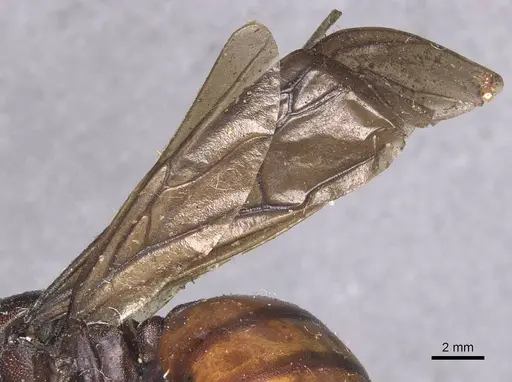Carebara ampla specimen CASENT0913478 image casent0913478_4