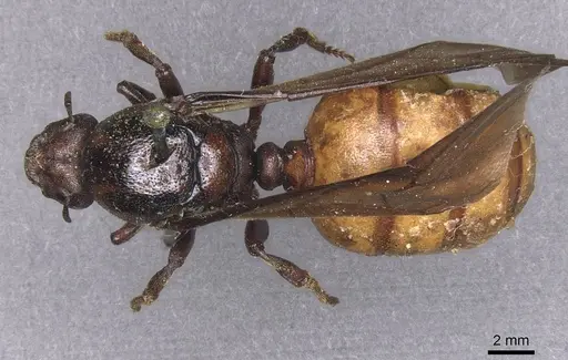 Carebara ampla specimen CASENT0913479 image casent0913479_1