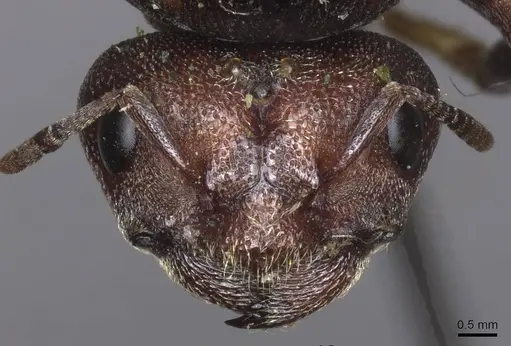 Carebara ampla specimen CASENT0913479 image casent0913479_2