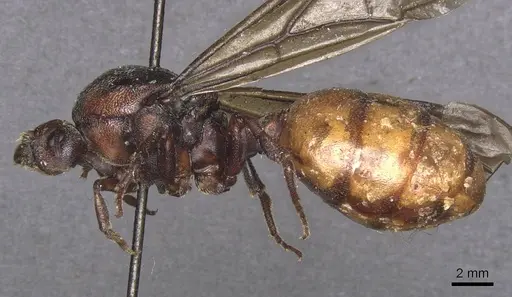 Carebara ampla specimen CASENT0913479 image casent0913479_3