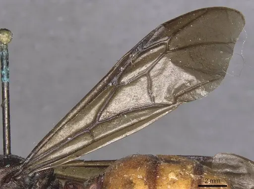 Carebara ampla specimen CASENT0913479 image casent0913479_4