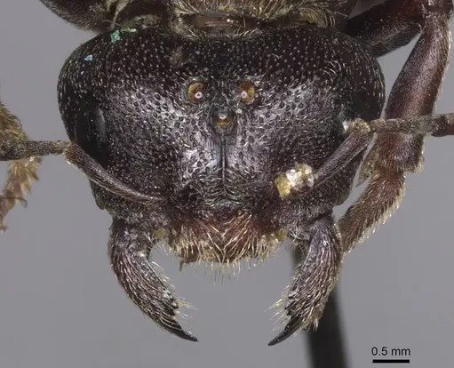Carebara ampla specimen CASENT0913480 image casent0913480_2