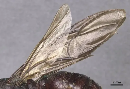 Carebara ampla specimen CASENT0913480 image casent0913480_4