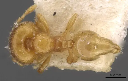 Carebara angolensis specimen CASENT0908895 image casent0908895_1