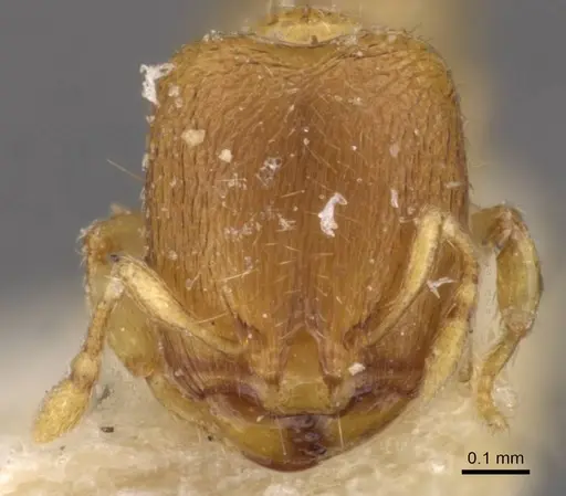 Carebara angolensis specimen CASENT0908895 image casent0908895_2