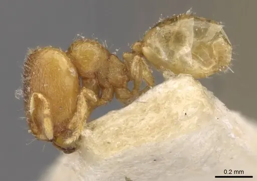 Carebara angolensis specimen CASENT0908895 image casent0908895_3