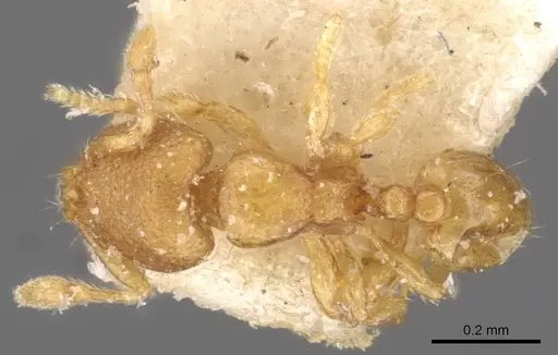 Carebara angolensis specimen CASENT0908896 image casent0908896_1