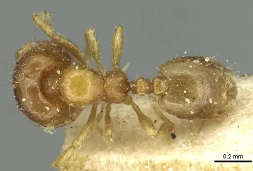 Carebara angolensis specimen CASENT0913494 image casent0913494_1
