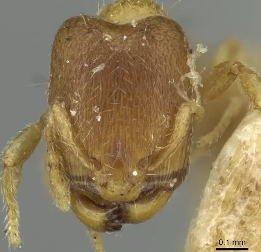 Carebara angolensis specimen CASENT0913494 image casent0913494_2