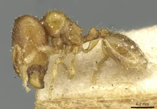 Carebara angolensis specimen CASENT0913494 image casent0913494_3