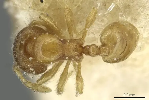 Carebara angolensis specimen CASENT0913495 image casent0913495_1