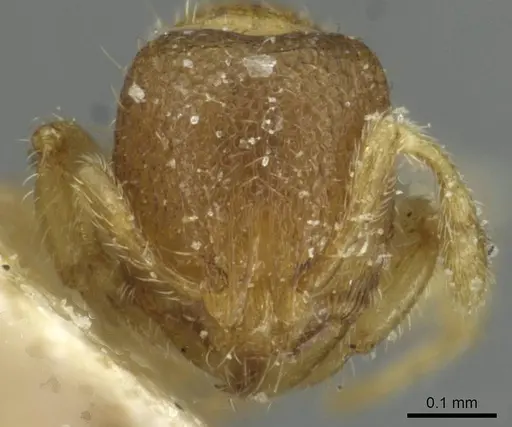 Carebara angolensis specimen CASENT0913495 image casent0913495_2