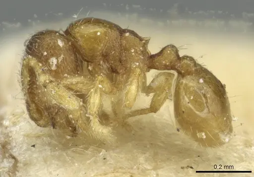 Carebara angolensis specimen CASENT0913495 image casent0913495_3