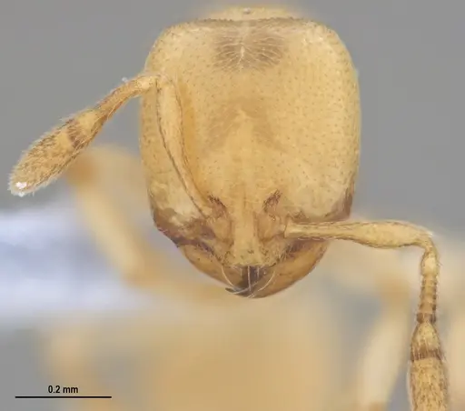 Carebara anophthalma specimen ANTWEB1053836 image antweb1053836_1