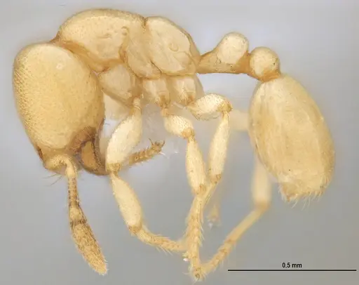 Carebara anophthalma specimen ANTWEB1053836 image antweb1053836_2