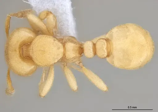 Carebara anophthalma specimen ANTWEB1053837 image antweb1053837_1