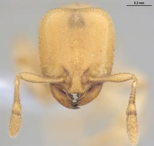 Carebara anophthalma specimen ANTWEB1053837 image antweb1053837_2