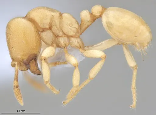 Carebara anophthalma specimen ANTWEB1053837 image antweb1053837_3