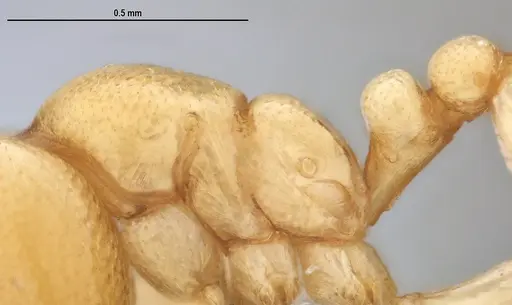 Carebara anophthalma specimen ANTWEB1053837 image antweb1053837_4