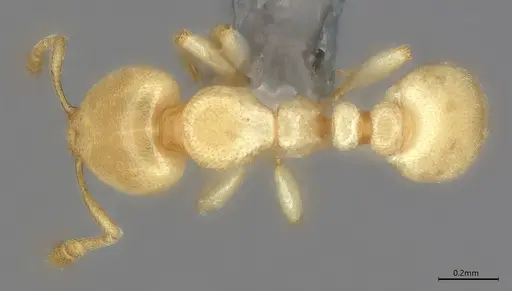 Carebara anophthalma specimen ANTWEB1053844 image antweb1053844_1