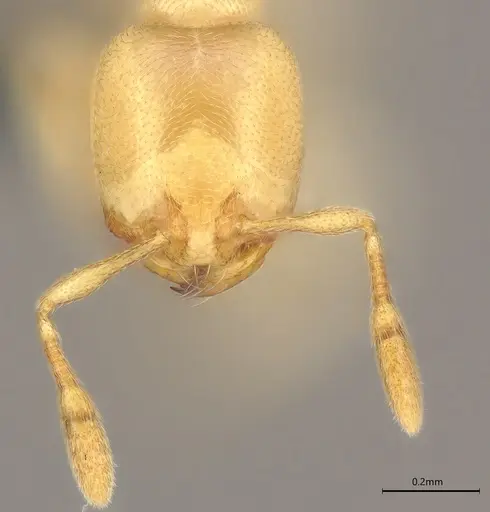 Carebara anophthalma specimen ANTWEB1053844 image antweb1053844_2