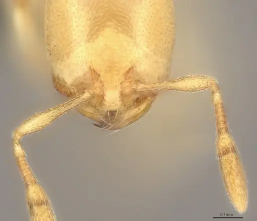Carebara anophthalma specimen ANTWEB1053844 image antweb1053844_3