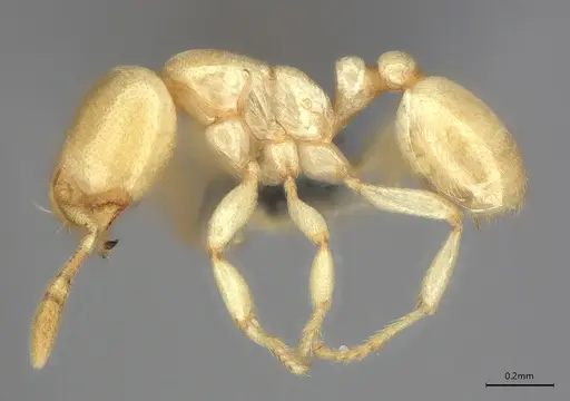 Carebara anophthalma specimen ANTWEB1053844 image antweb1053844_4