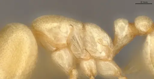 Carebara anophthalma specimen ANTWEB1053844 image antweb1053844_5