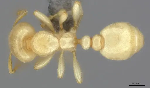 Carebara anophthalma specimen ANTWEB1053846 image antweb1053846_1