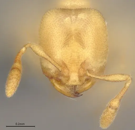 Carebara anophthalma specimen ANTWEB1053846 image antweb1053846_2