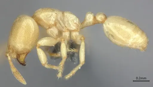 Carebara anophthalma specimen ANTWEB1053846 image antweb1053846_4