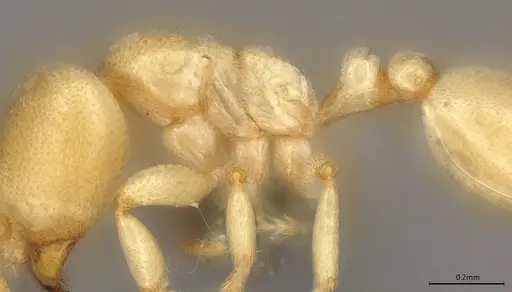 Carebara anophthalma specimen ANTWEB1053846 image antweb1053846_5