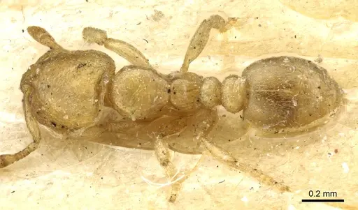 Carebara anophthalma specimen CASENT0904674 image casent0904674_1