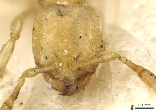 Carebara anophthalma specimen CASENT0904674 image casent0904674_2
